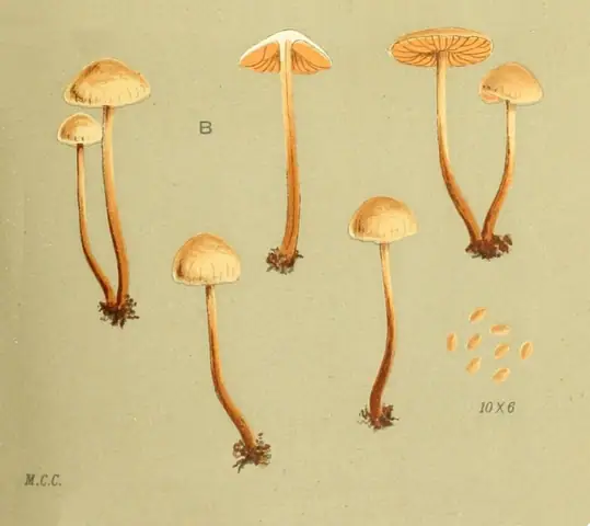 Olszóweczka szerokoblaszkowa (Naucoria scolecina)