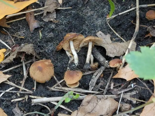 Olszóweczka wierzbowa (Naucoria salicis)