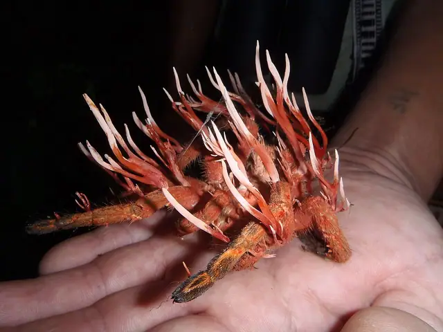 Ophiocordyceps caloceroides