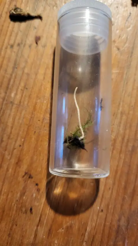 Ophiocordyceps ditmarii