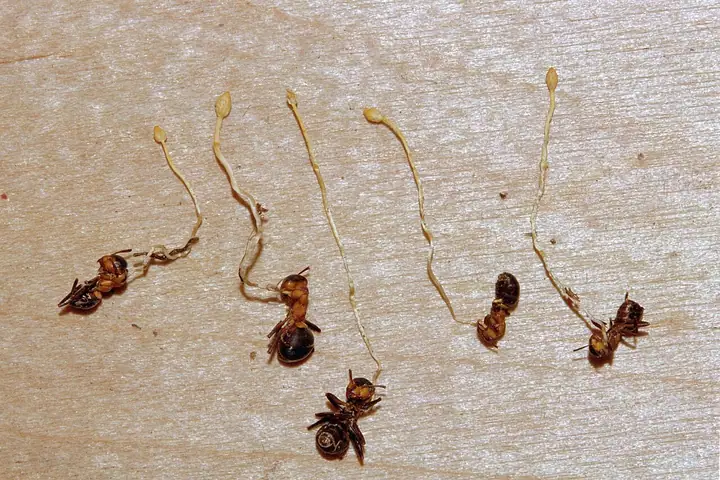 Ophiocordyceps myrmecophila