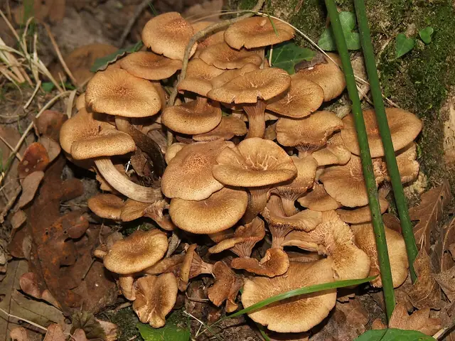 Opieńka bezpierścieniowa (Armillaria tabescens)