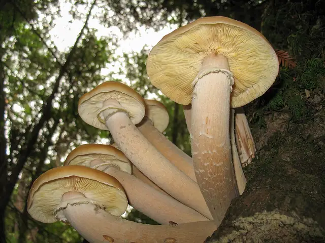Opieńka ciemna (Armillaria ostoyae)