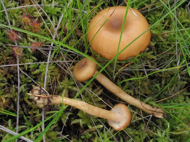 Opieńka torfowiskowa (Armillaria ectypa)