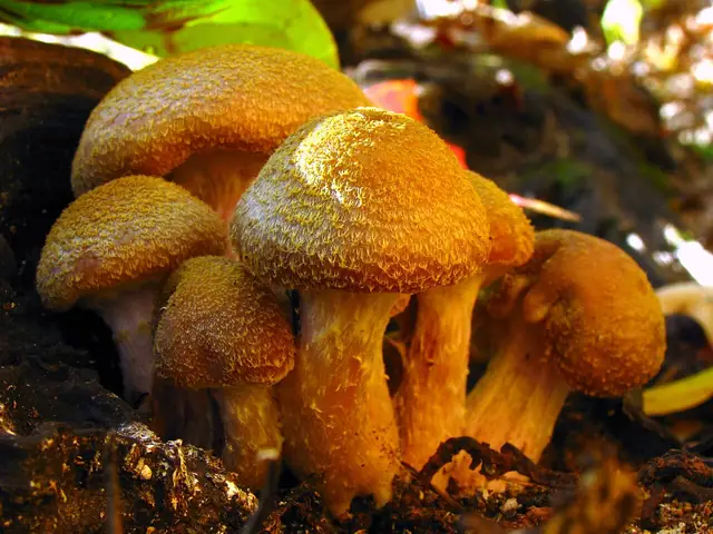 Opieńka żółtawa (Armillaria gallica)