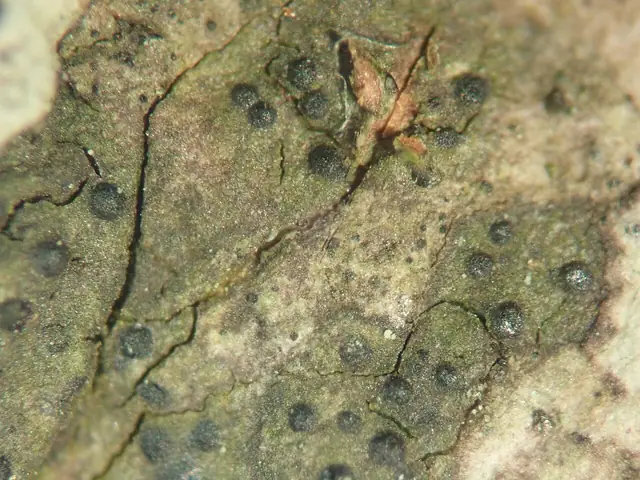 Opryszczka grabowa (Porina aenea)