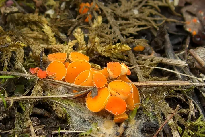 Oranżówka wrzecionowatozarodnikowa (Byssonectria fusispora)