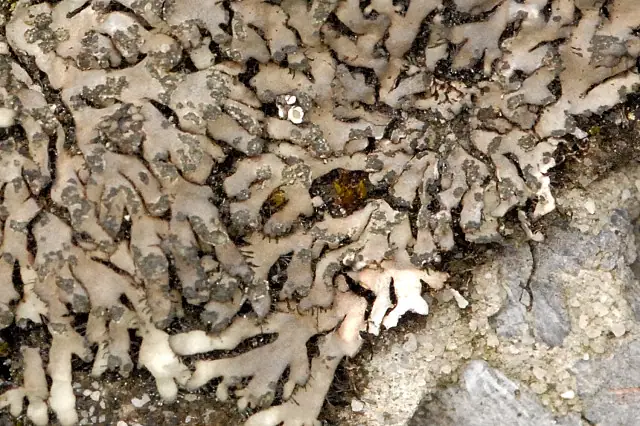 Orzast promienisty (Phaeophyscia sciastra)