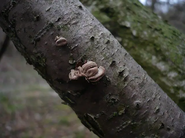 Orzechówka mączysta (Encoelia furfuracea)