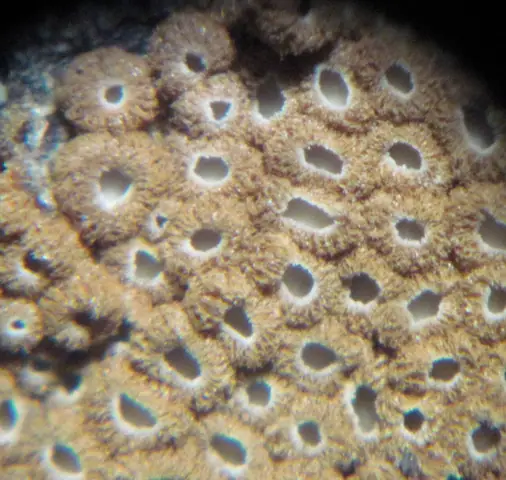 Osiękla kępkowa (Merismodes fasciculata)