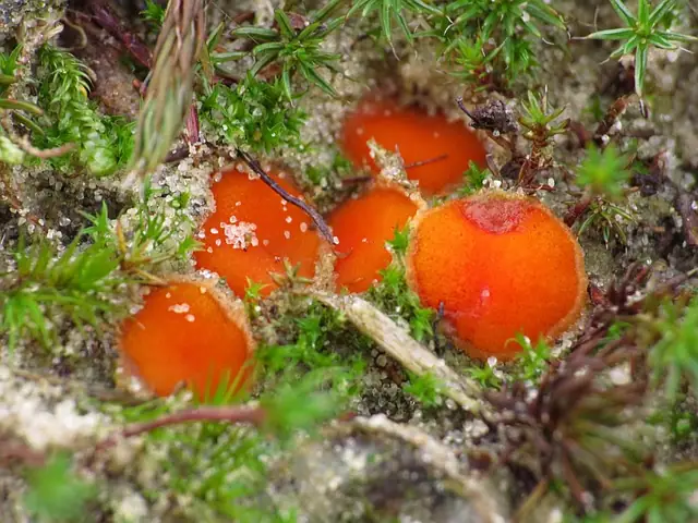 Ośmiozarodniczka płonnikowa (Octospora humosa)
