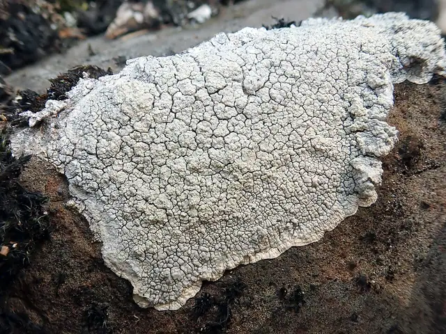Ospowiec mleczny (Varicellaria lactea)