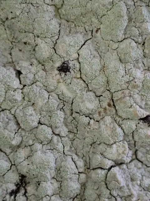 Ospowiec półkulisty (Varicellaria hemisphaerica)