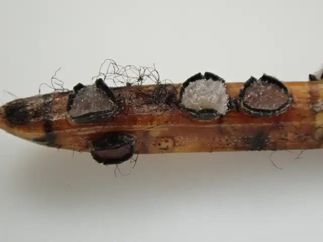 Osutka świerkowa (Lophodermium piceae)