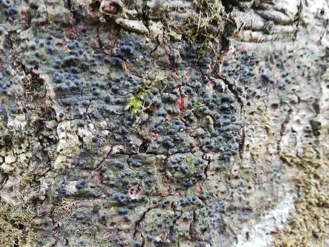 Otocznica lśniąca (Pyrenula nitida)