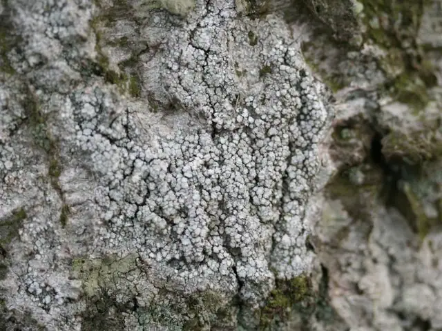 Otwornica gorzka (Pertusaria amara)