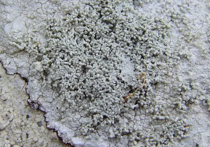 Otwornica koralowata (Pertusaria corallina)