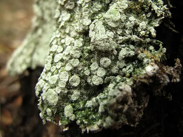 Otwornica zwyczajna (Pertusaria albescens)