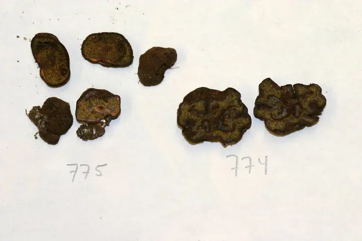 Pachyphloeus austro-oregonensis