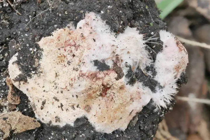 Pachyphloeus thysellii