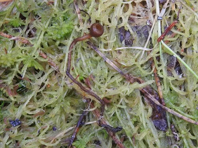 Paciornica jagodowa (Monilinia baccarum)