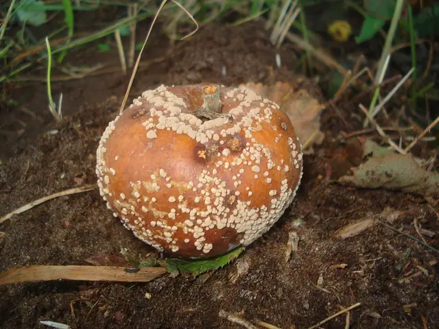 Paciornica owocowa (Monilinia fructigena)