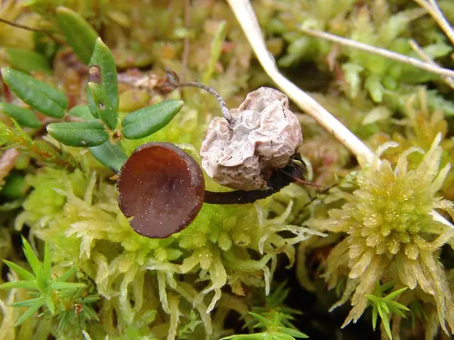 Paciornica żurawinowa (Monilinia oxycocci)