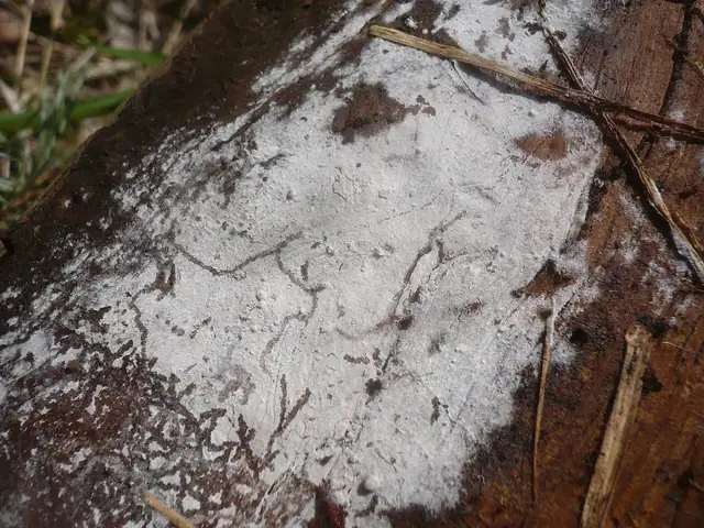 Pajęczowiec drobnozarodnikowy (Botryobasidium subcoronatum)
