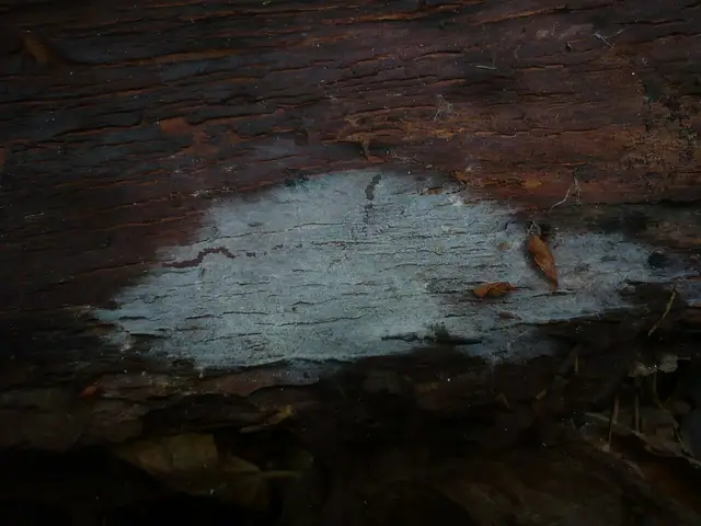 Pajęczowiec niepozorny (Botryobasidium conspersum)