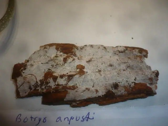 Pajęczowiec wąskozarodnikowy (Botryobasidium intertextum)