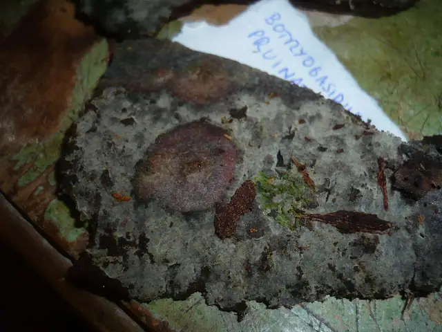 Pajęczowiec ziarnistostrzępkowy (Botryobasidium pruinatum)