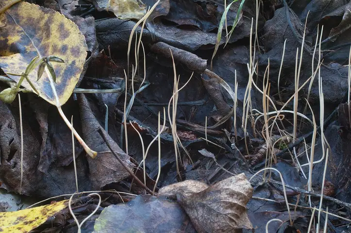 Pałecznica grubonasadowa (Typhula phacorrhiza)