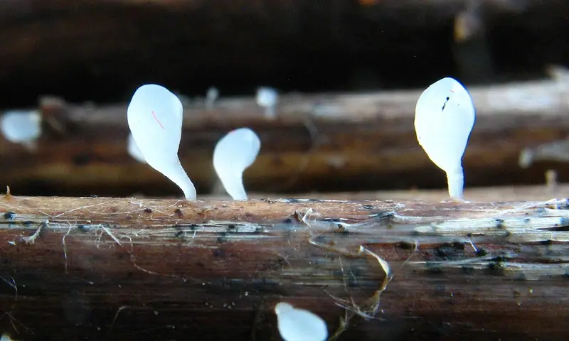 Pałecznica łodygowoogonkowa (Typhula uncialis)