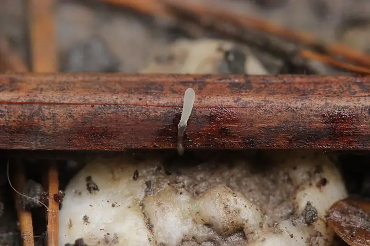 Pałecznica orlicowa (Typhula quisquiliaris)