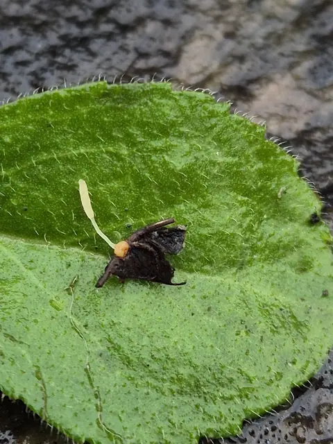 Pałecznica paprociowa (Typhula todei)