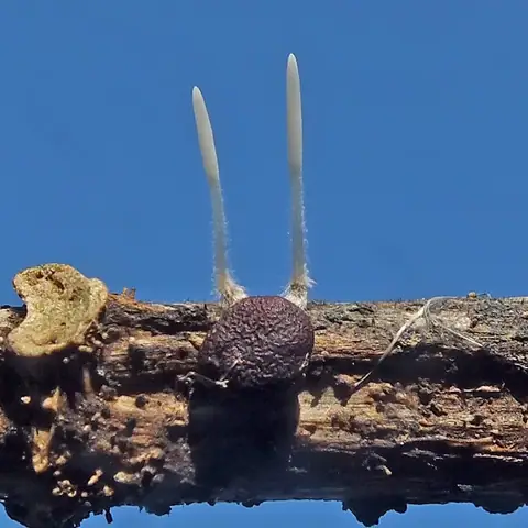 Pałecznica zmienna (Typhula variabilis)