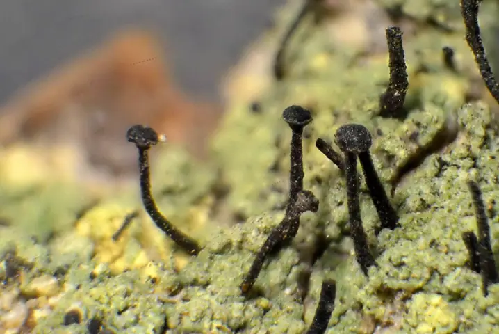 Pałecznik zielony (Calicium viride)