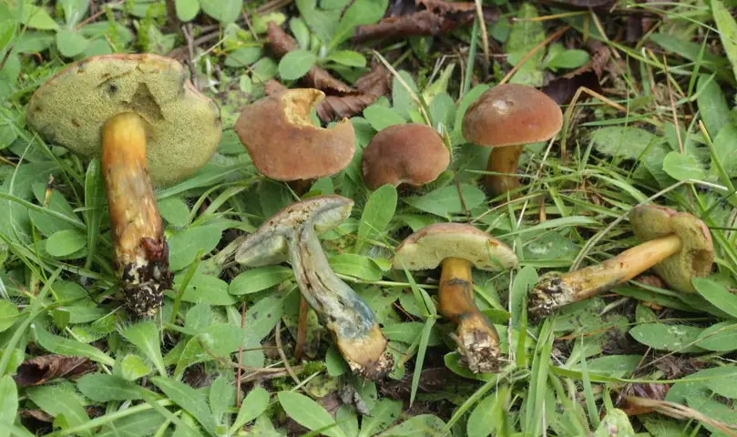 Parkogrzybek morelowy (Hortiboletus bubalinus)