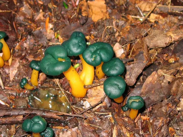 Patyczka zielonawa (Leotia viscosa)