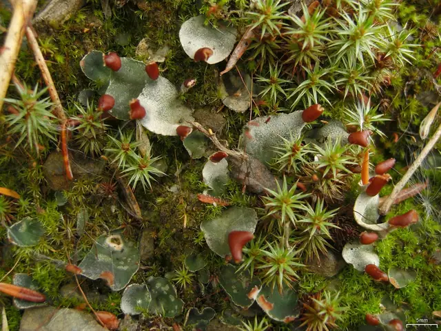 Pawężnica drobna (Peltigera didactyla)