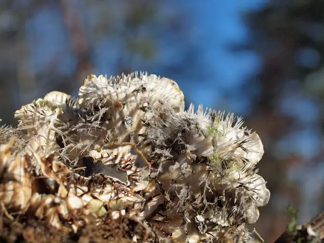 Pawężnica łuseczkowata (Peltigera praetextata)