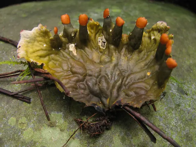 Pawężnica pergaminowa (Peltigera membranacea)