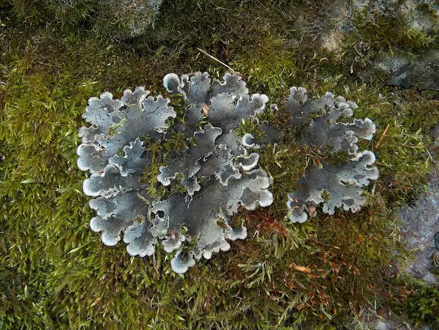 Pawężnica psia (Peltigera canina)