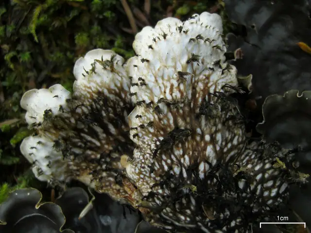 Pawężnica rozłożysta (Peltigera horizontalis)