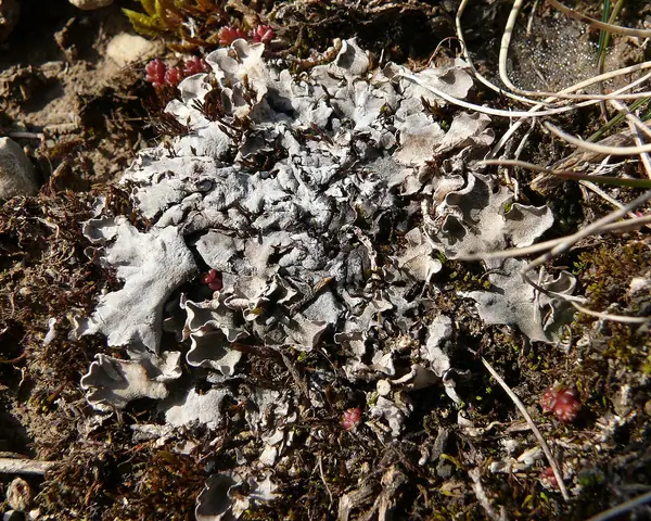 Pawężnica rudawa (Peltigera rufescens)