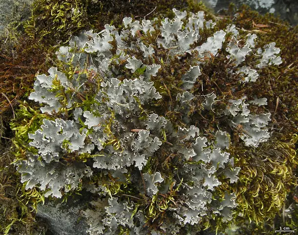Pawężnica węgierska (Peltigera ponojensis)