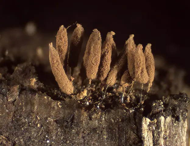 Paździoreczek brązowawy (Stemonitopsis hyperopta)