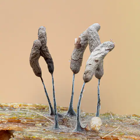 Paździoreczek gęsty (Stemonitopsis typhina)
