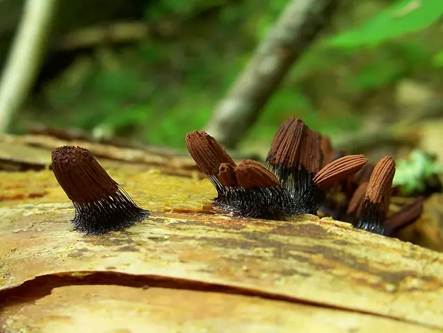 Paździorek ciemny (Stemonitis fusca)