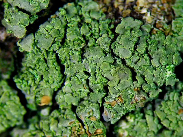 Paznokietnik ostrygowy (Hypocenomyce scalaris)